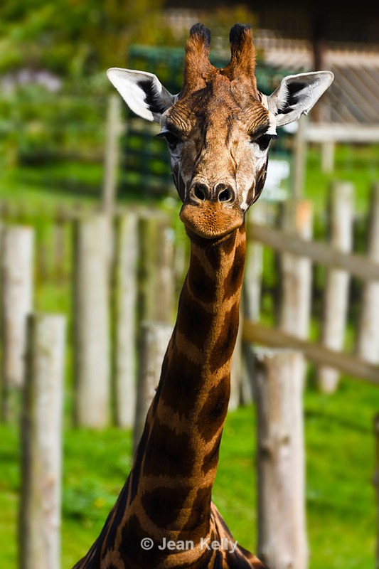 Giraffe - 2248_00004 - Giraffes