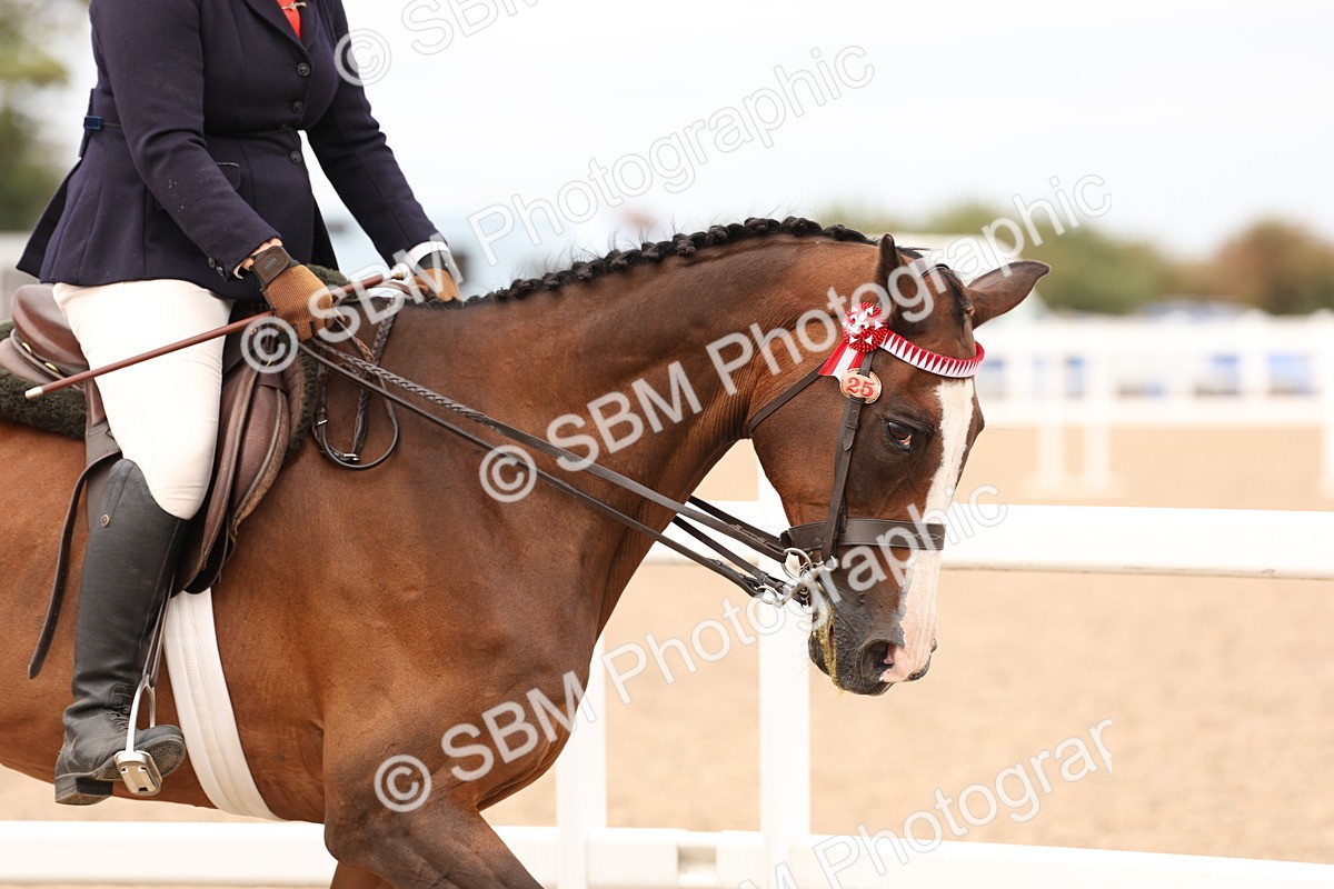 SBM_17301 - Class 214 - Ridden Hack Riding Horse