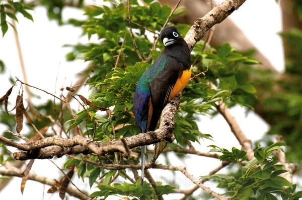  - Birds of Costa Rica and Mauritius