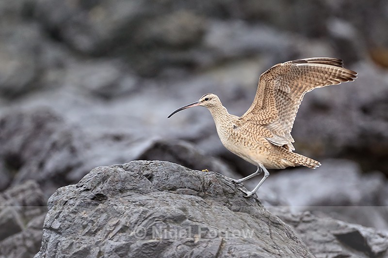 Whimbrel lands on rock, Chile - Whimbrel