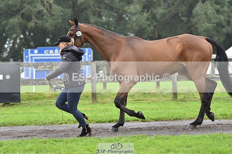 231018-122508-00278 - 034-COOLEY.PARK.MUZE-Gemma.Stevens-TrotUp