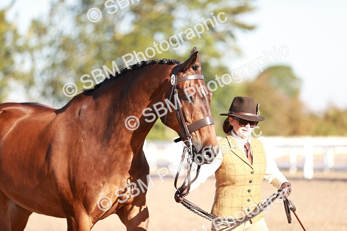 SBM_11216 - Class 401 - IH  Veteran horse