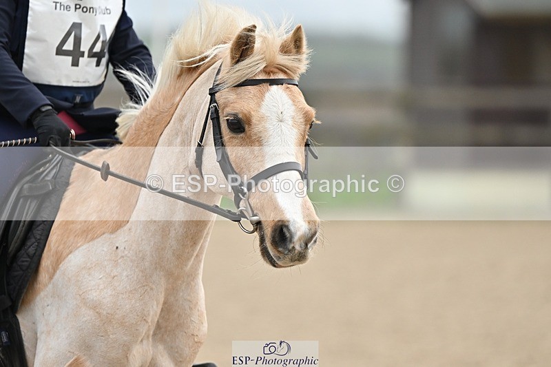 241110-100116-00161 - 40cm Showjumping