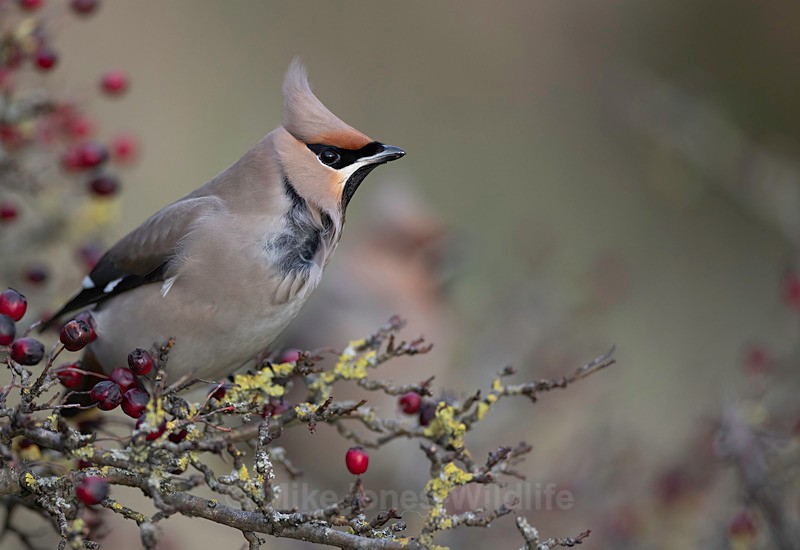 WAXWING HALKYN 14 - WAXWINGS. February 2024 [Halkyn Mountain, North Wales. UK ]