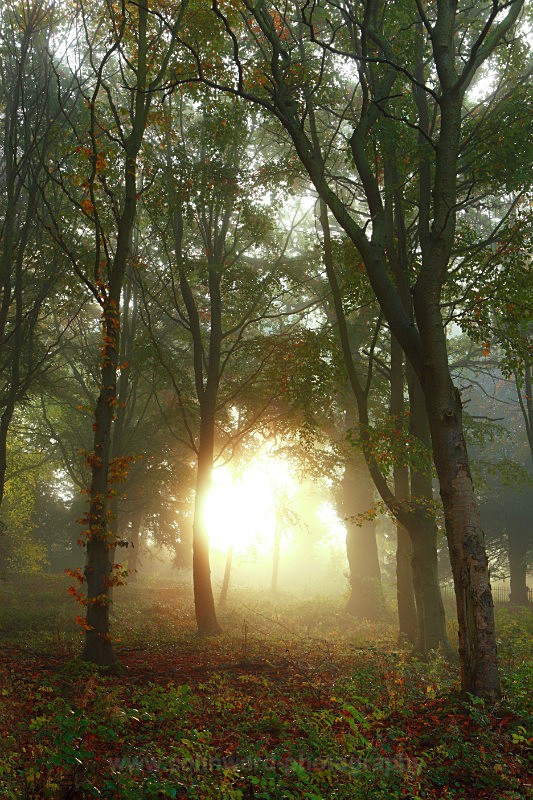 Early Autumn light   ref 9069 - County Durham
