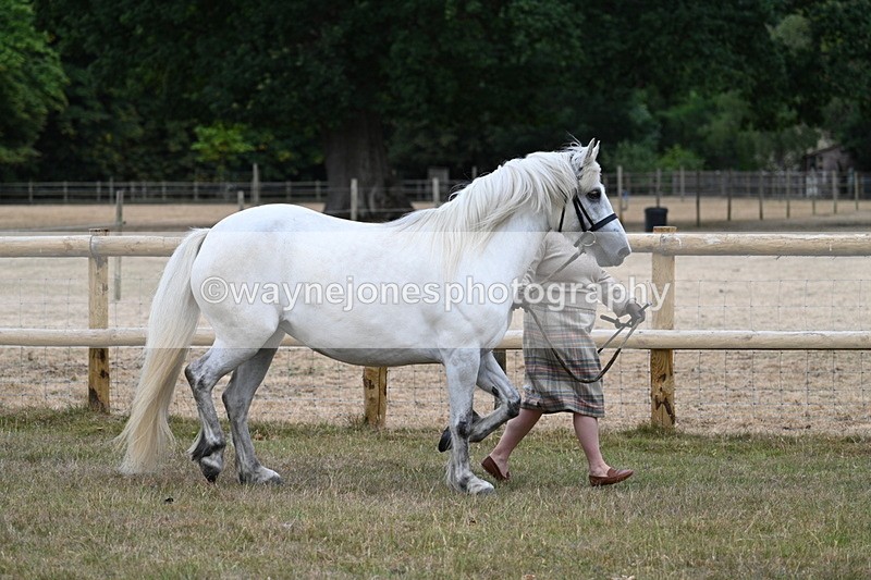 WJ7_8701 - Class 4a Prettiest Mare 14.2hh and over