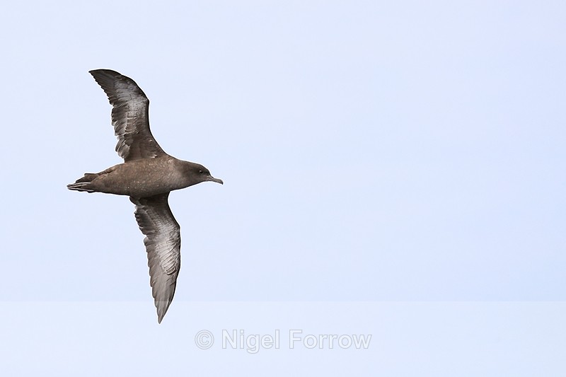 Flying Sooty Shearwater showing underwings, South Africa - Sooty Shearwater
