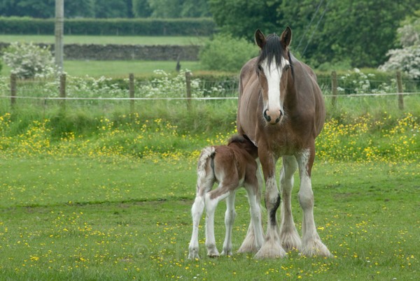 ryecroft-11 - Clydesdales 2013 Include Foals