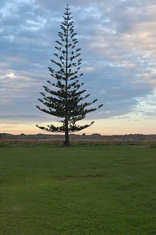 Pine Tree Mahia - New Zealand North Island