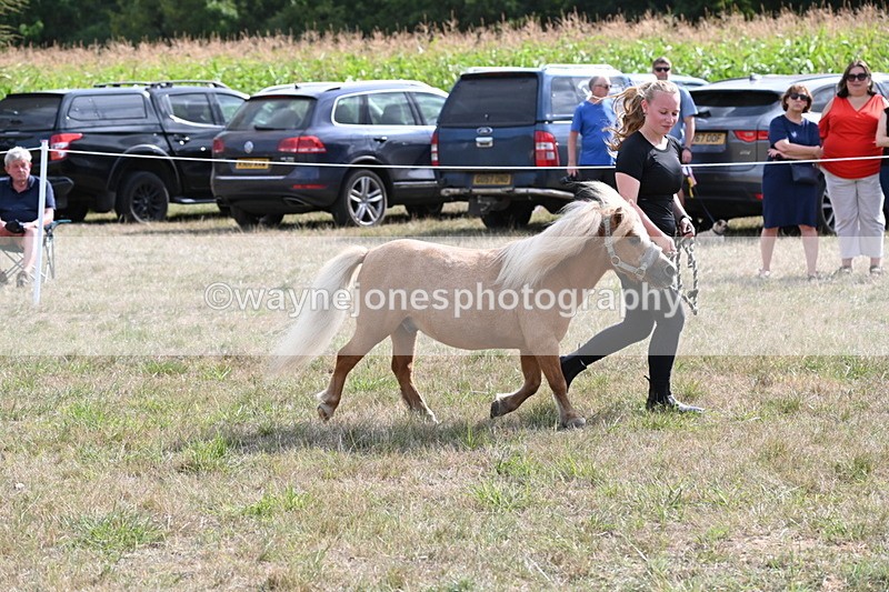 WJ6_6945 - Class 21 Shetland & Mini Horses