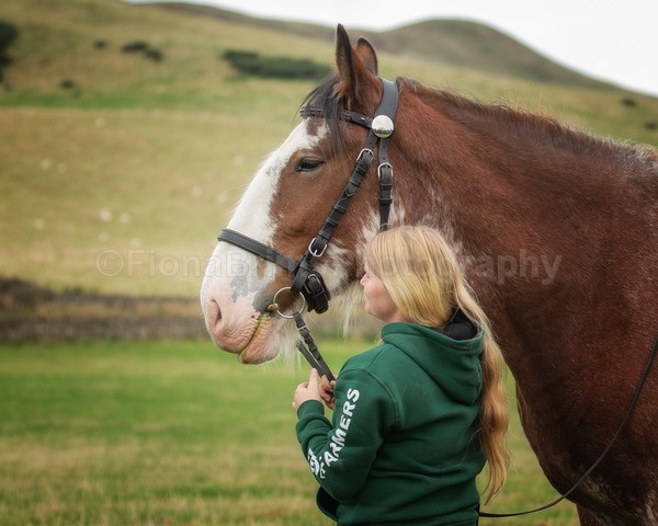 horses-16 - DGClydesdales