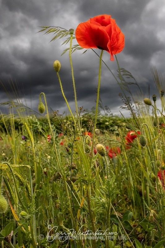 No.0026 Empingham Lane Poppies - Earth's Garden
