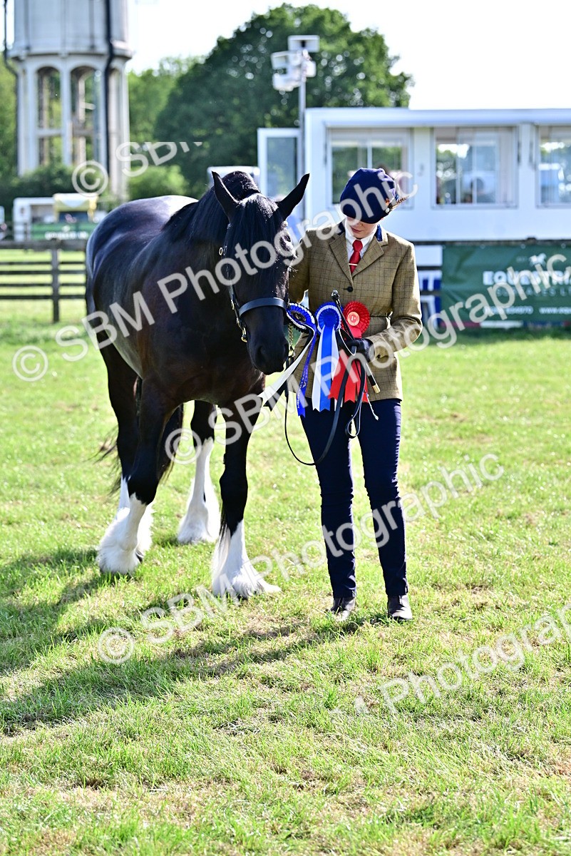 SBM_10166 - Class 63-65 - Traditional Gypsy Cobs In Hand & Ridden