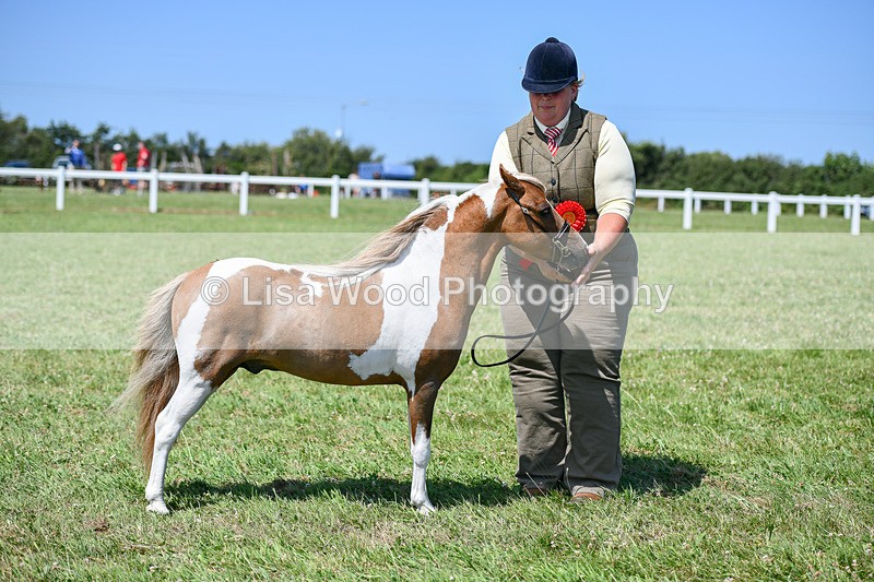 DSC_7221 - Class 61: Miniature Horse 4yrs & over
