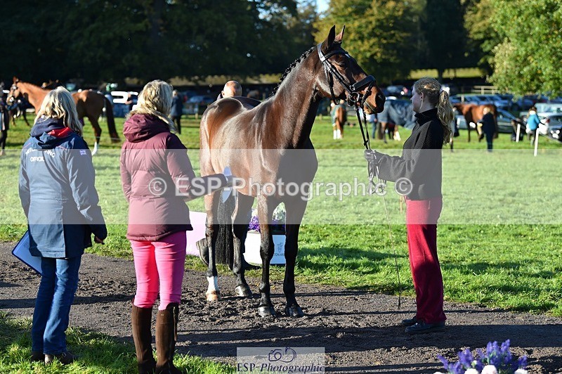 231022-092804-21807 - 685-ADRENALIN.II-Cosima.Atkinson-TrotUp+SJ