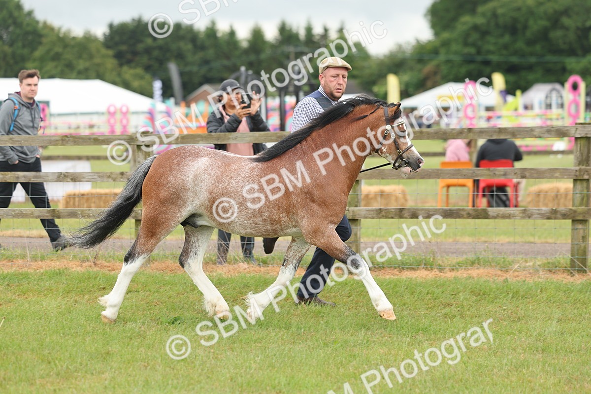 SBM_01699 - Class 50-57 - M&M Welsh Pony In Hand