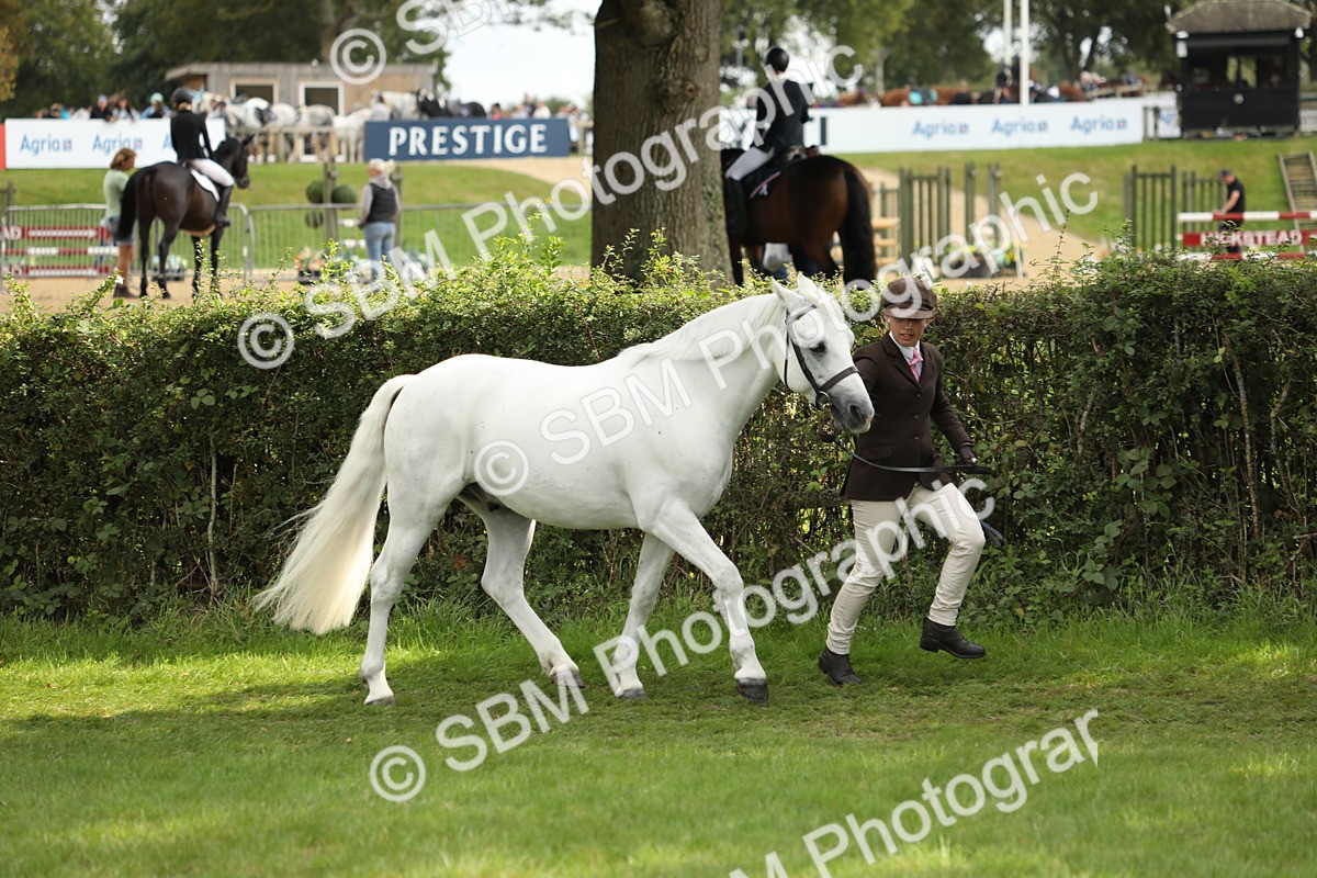 SBM_65349 - S47 - Mountain & Moorland In Hand Large Breeds