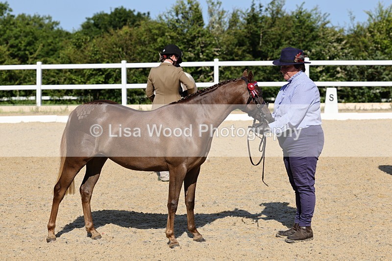 1X9A0664 - Class 3: Youngstock 1, 2, 3 year old not to exceed 153cm