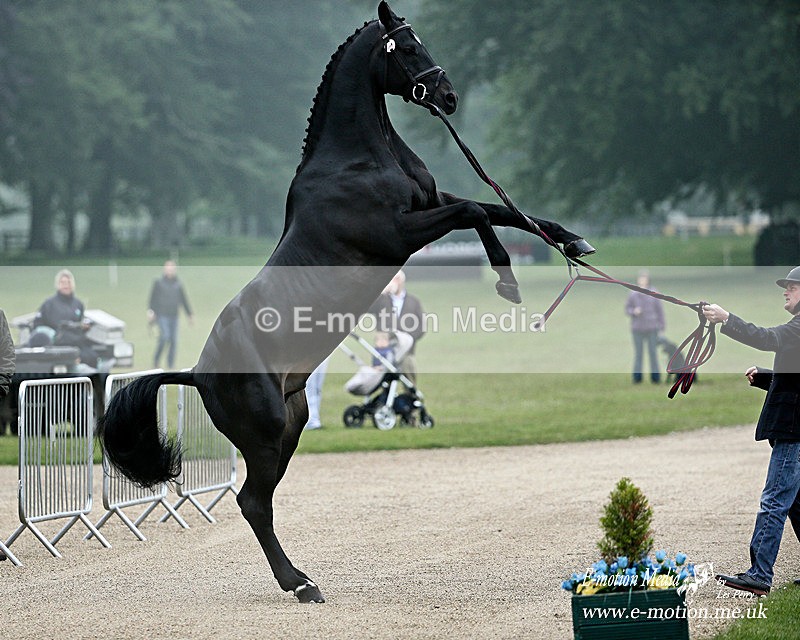 Trot Up 290516 21a - Equestrian