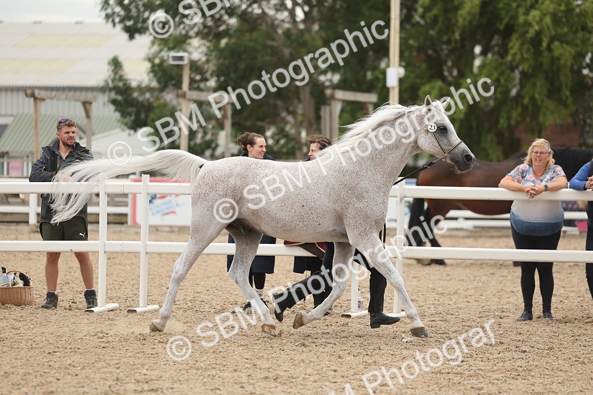 SBM_19298 - Class 317 - IH Pure Bred Horse-Pony