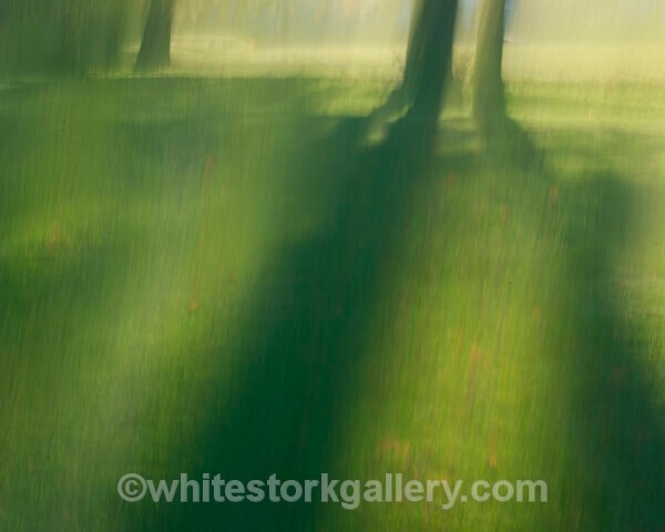  - Light In The Forest