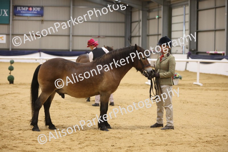 20260913-1035 - Class 109 - Bred On Exmoor In Hand