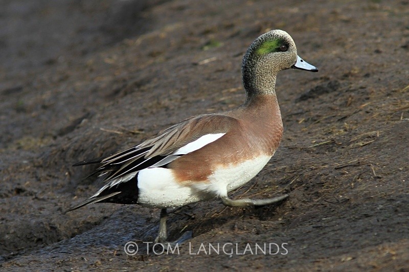 American Wigeon - Wildfowl