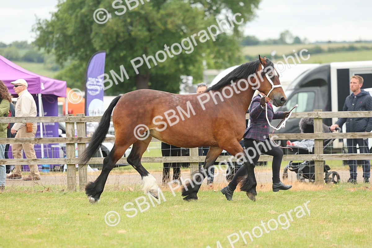 SBM_04876 - Class 50-57 - M&M Welsh Pony In Hand