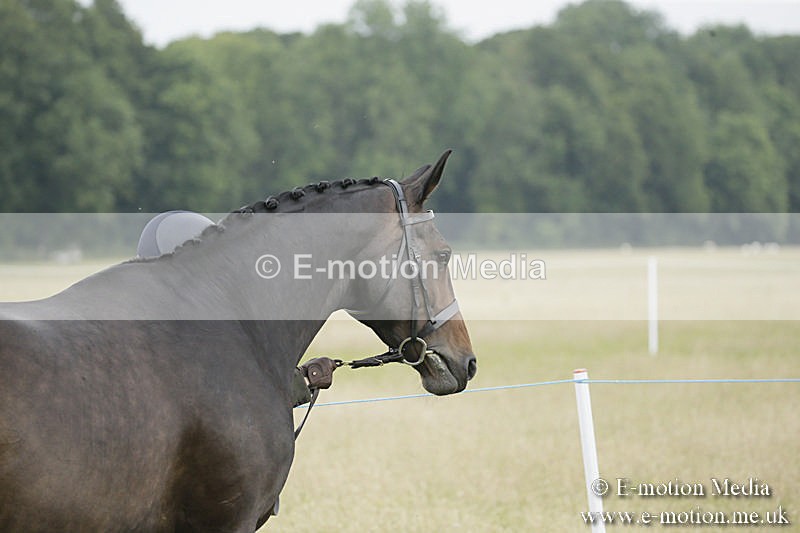 B230619-0262 - Bourne Valley Riding Club Summer Show 23/06/19