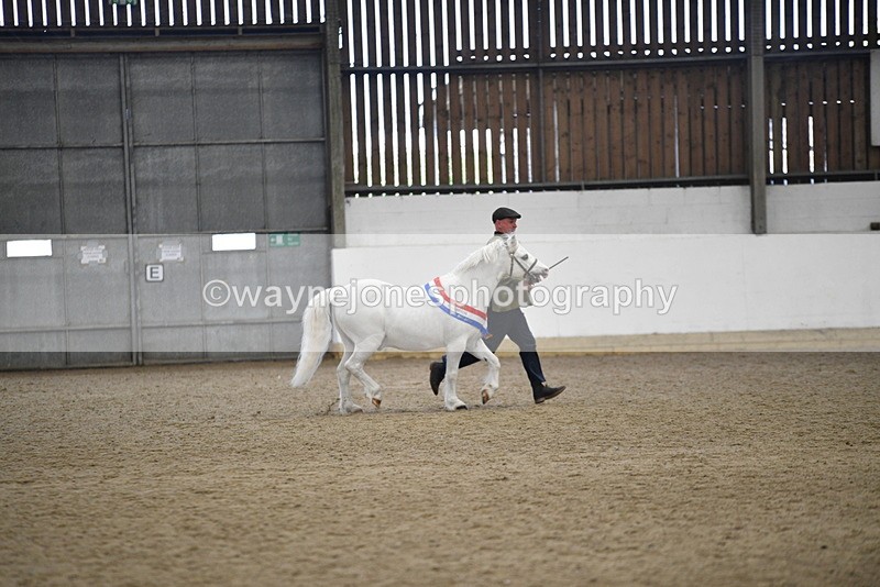 WJ5_5830 - Morning in hand Championship