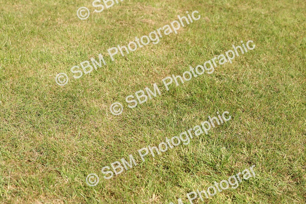 SBM_00722 - Class 6-13 - Mountatin and Moorland In Hand Welsh Breeds