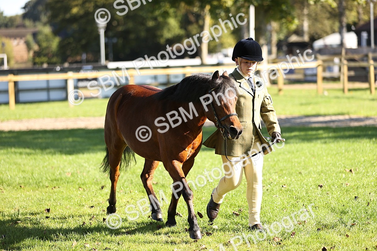 SBM_15892 - S1 - TSR in Hand Horse & Pony Showing