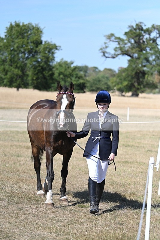 WJ7_1534 - Class 42 Most Handsome Gelding