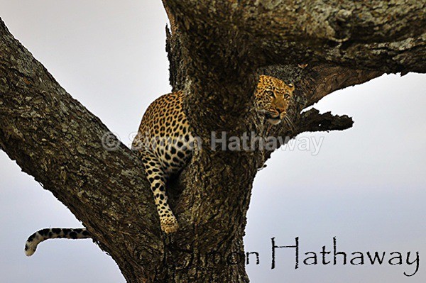  - Tanzania