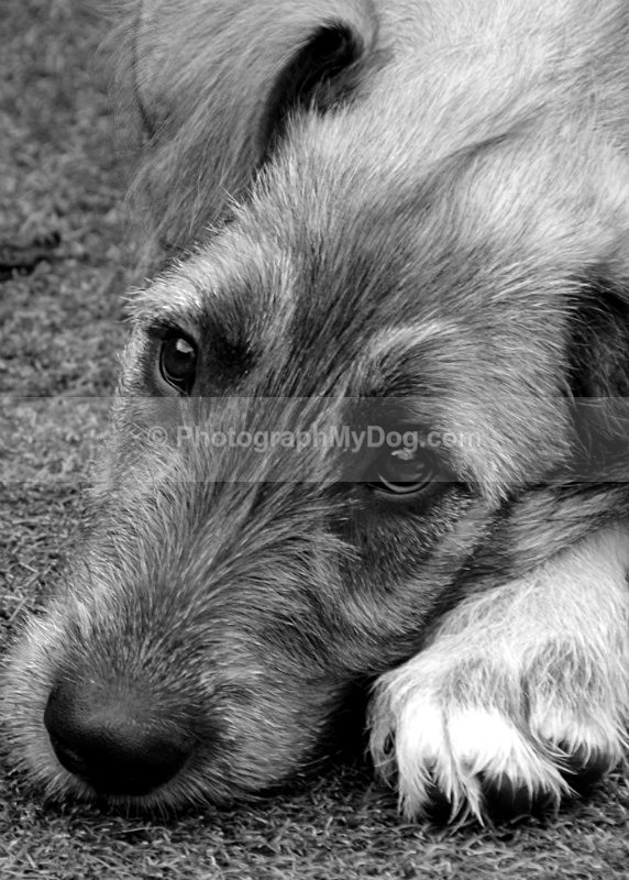  - Irish Wolfhound