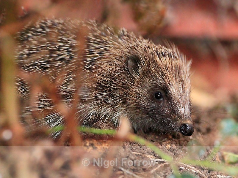Hedgehog peeping out from the undergrowth - Hedgehog