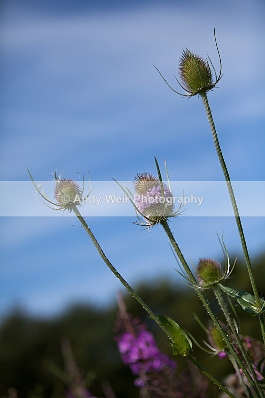 20110730-IMG_6164 - Plants and Flowers