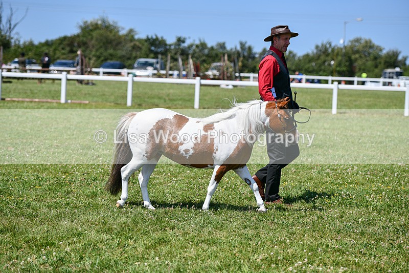 DSC_7103 - Class 61: Miniature Horse 4yrs & over