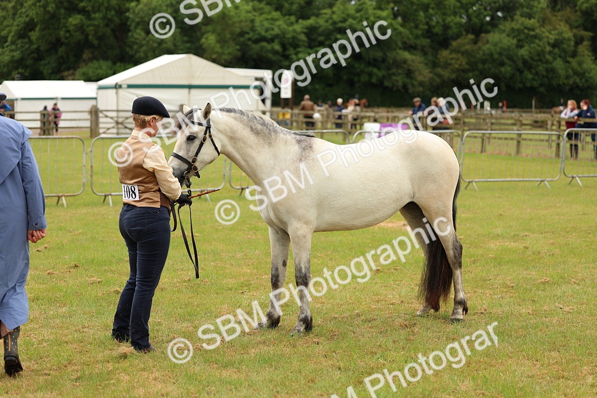 SBM_04060 - Class 64-67 - Shetland Pony In Hand