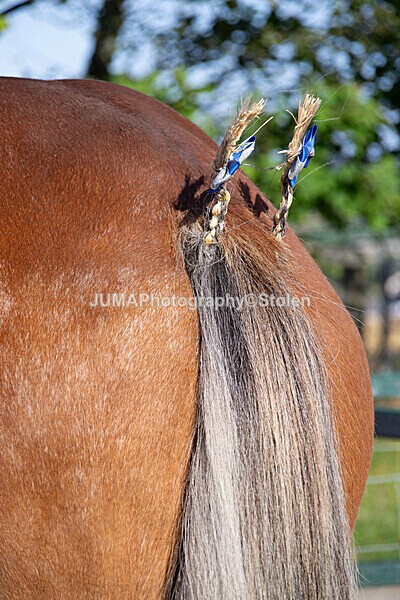 DSC_0002 - Ring 1
