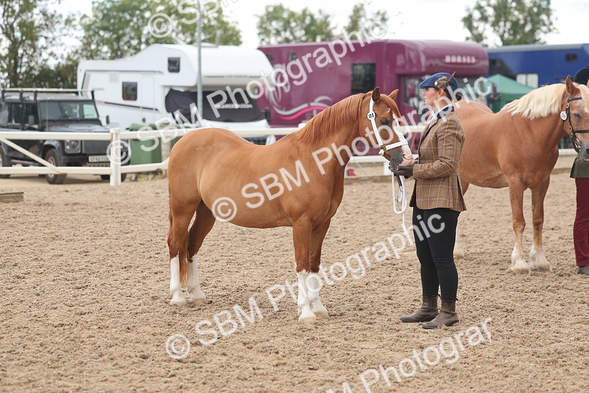 SBM_03258 - Class 16 - IH M&M Wildcard