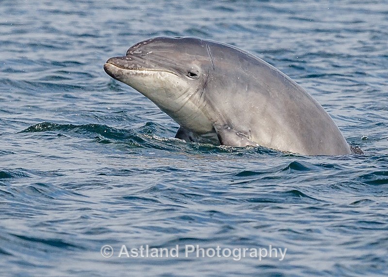 Astland Photography, Bird and Wildlife Images, Susan and Peter Wilson, U.K.