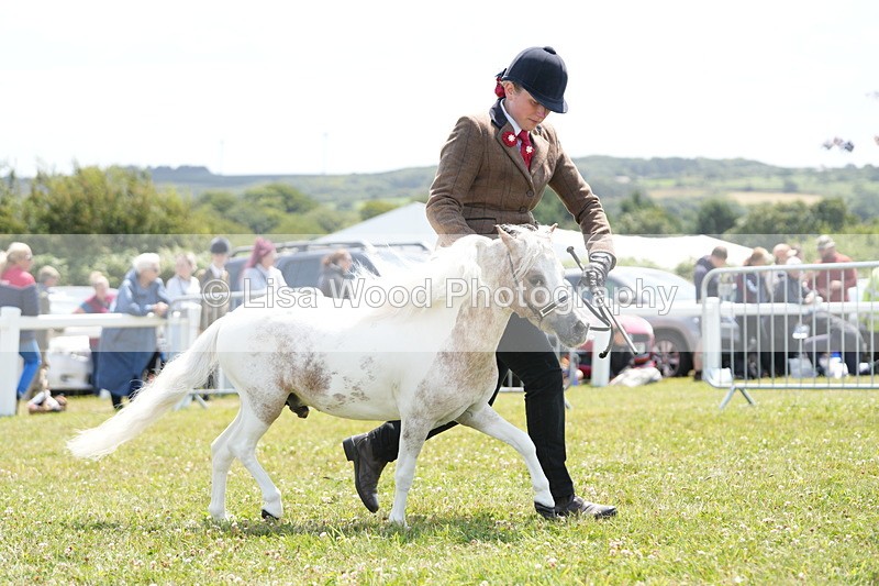 DSC06585 - Class 57: Miniature Horse 4yrs & over