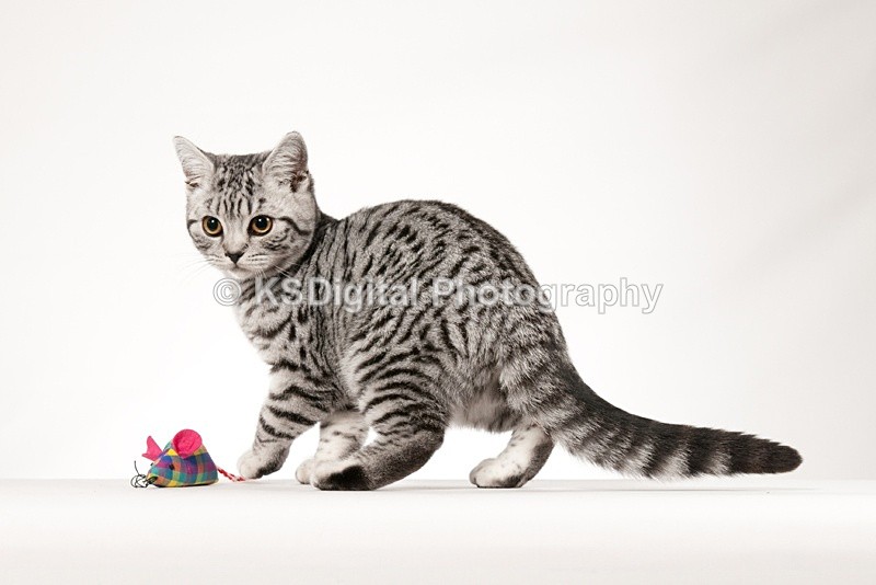 Tufton Miami Inkspot (30s) - Tufton British Shorthairs