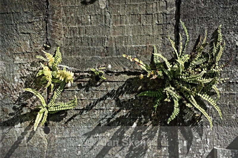 DSC00735 - Flora