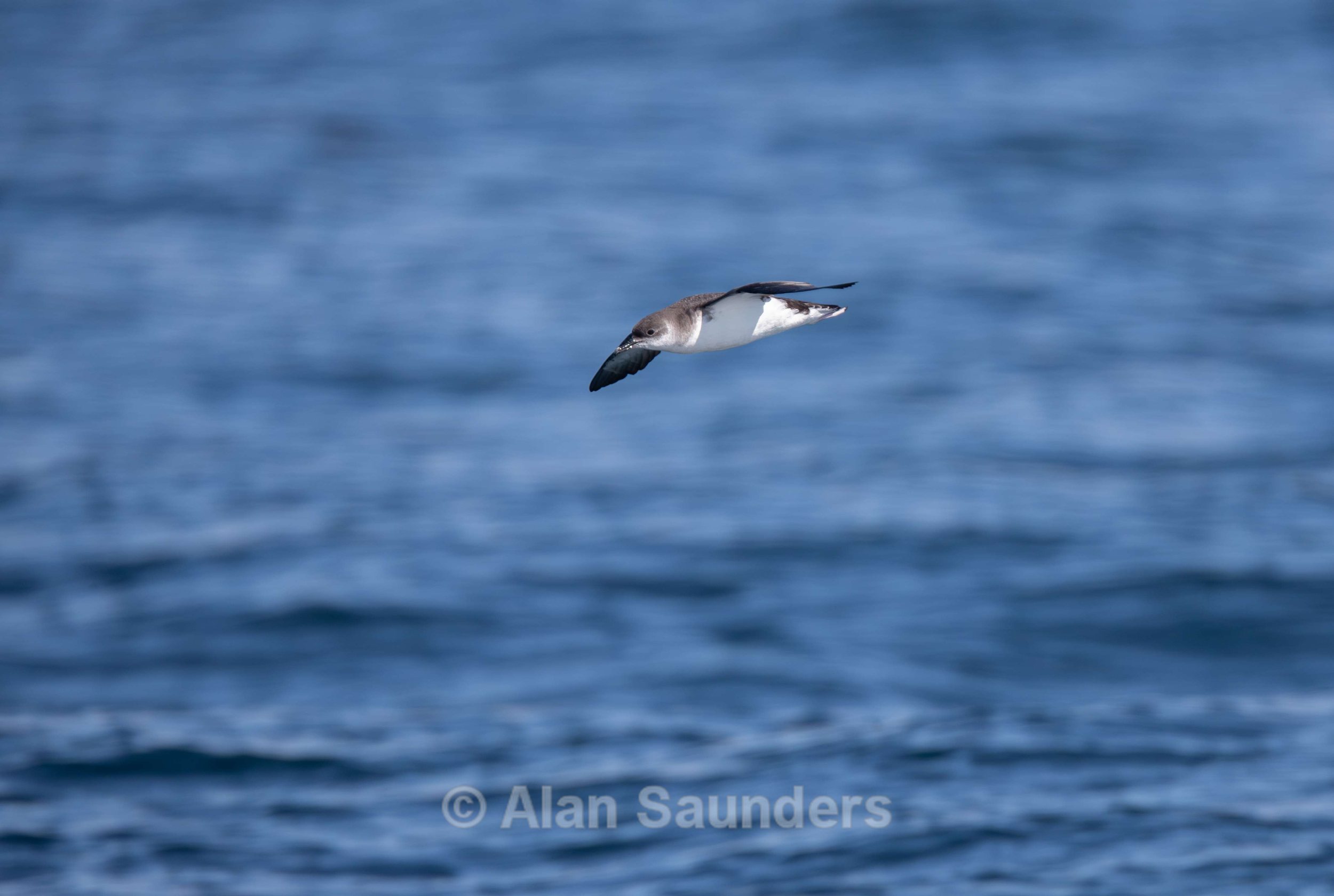 Manx Shearwater 4