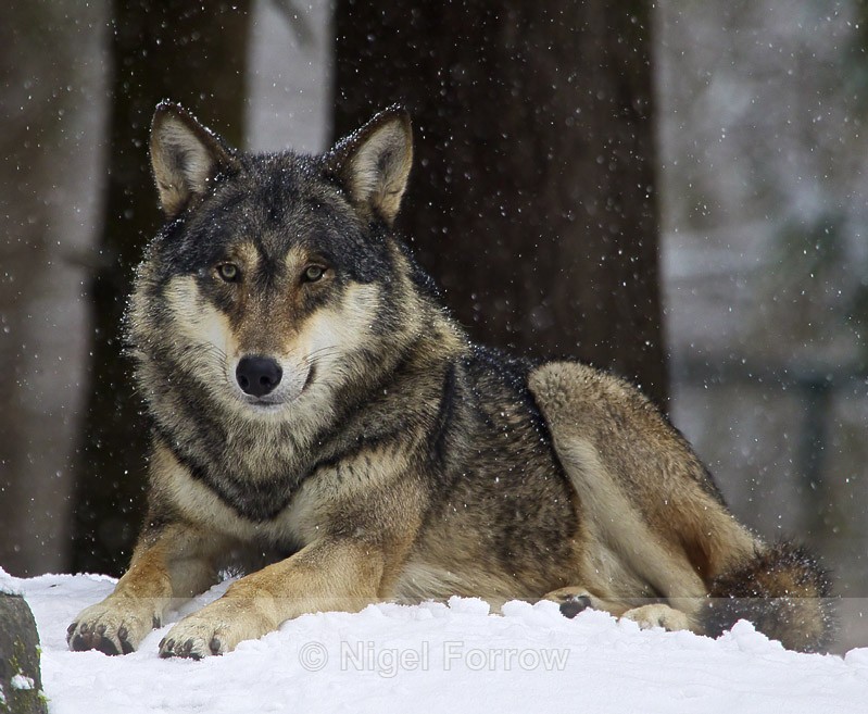 Wolf in the snow - Wolf