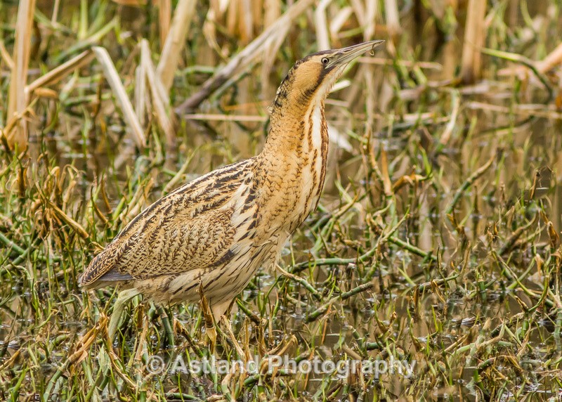 Astland Photography, Bird and Wildlife Images, Susan and Peter Wilson, U.K.