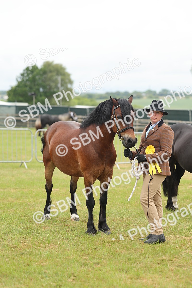 SBM_04946 - Class 50-57 - M&M Welsh Pony In Hand