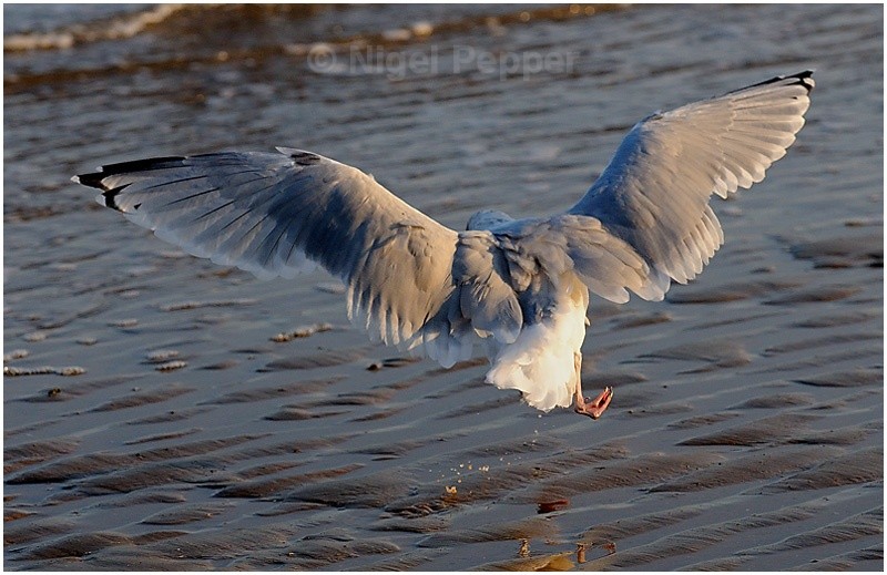 September 19th 2008 - Leggy the Herring Gull